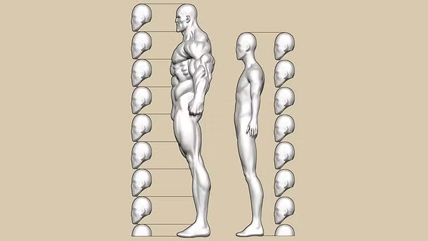 Imágen de Domestika - Aprende a dibujar superhéroes con este gráfico de proporciones anatómicas 3